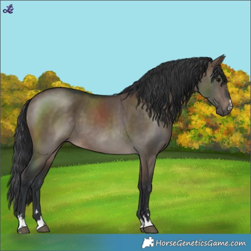Horse Color:Brown Dun 