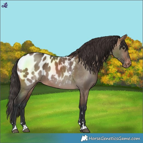 Horse Color:Brown Dun Blanket 