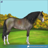 Horse Color:Brown Dun