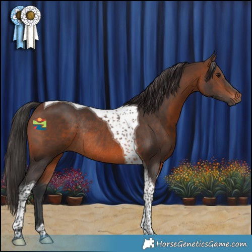Horse Color:Brown Tobiano Rabicano 