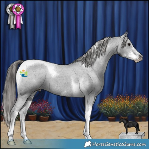Horse Color:Black Sabino Tobiano Appaloosa 
