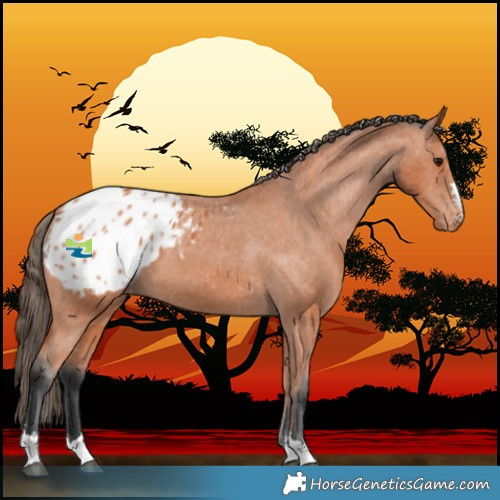 Horse Color:Bay Blanket 