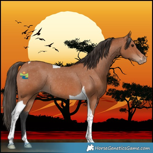 Horse Color:Bay Tobiano Varnish Rabicano 