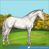 Horse Color:Chocolate Palomino Roan Dun Appaloosa 