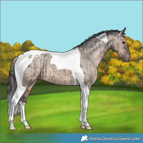 Horse Color:Brown Dun Tobiano Appaloosa Brindle 