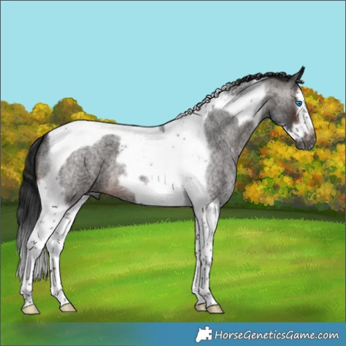 Horse Color:Gray Brown Roan Splash Tobiano Frame 