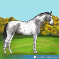 Horse Color:Gray Brown Roan Splash Tobiano Frame 
