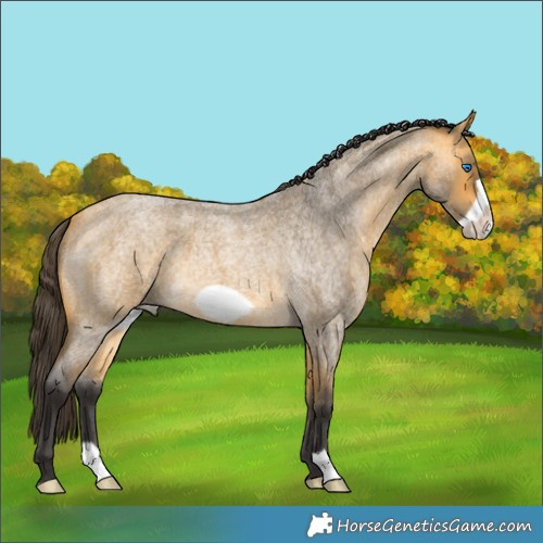 Horse Color:Buckskin Roan Frame 