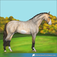 Horse Color:Buckskin Roan Frame 