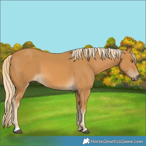 Horse Color:Palomino