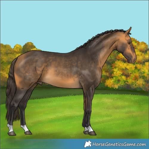 Horse Color:Buckskin 