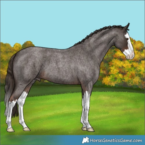 Horse Color:Liver Red Roan Splash 