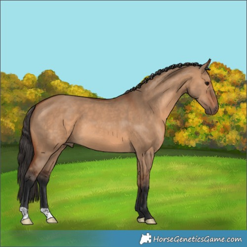 Horse Color:Bay Dun 