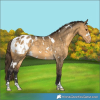 Horse Color:White Spotted Buckskin Dun Appaloosa