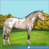 Horse Color:White Spotted Silver Brown Dun Appaloosa Rabicano