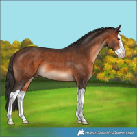 Horse Color:Brown Splash 