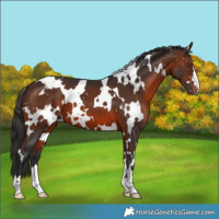 Horse Color:White Spotted Brown Appaloosa