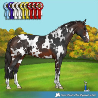 Horse Color:White Spotted Brown Appaloosa