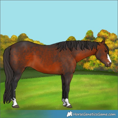 Horse Color:Bay 