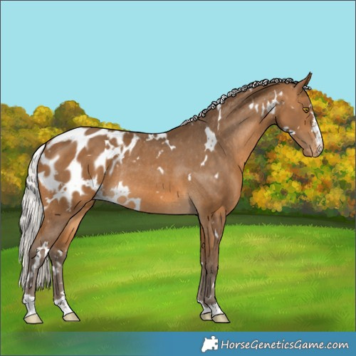 Horse Color:White Spotted Silver Buckskin Appaloosa Rabicano 