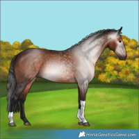 Horse Color:Gray Bay Tobiano 