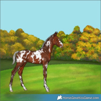 Horse Color:White Spotted Silver Brown Appaloosa Rabicano 