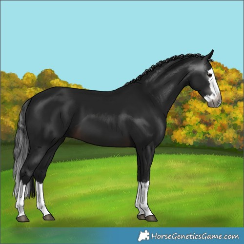 Horse Color:Gray Brown Splash 