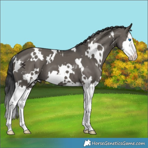 Horse Color:White Spotted Grullo Splash 