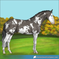 Horse Color:White Spotted Grullo Splash