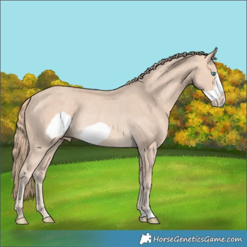 Horse Color:Perlino Frame Rabicano 