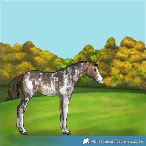 Horse Color:Buckskin Sabino 