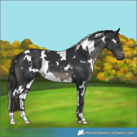 Horse Color:White Spotted Black 