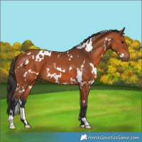 Horse Color:White Spotted Bay 