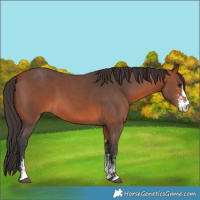 Horse Color:Bay Sabino