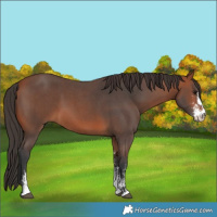 Horse Color:Bay Sabino 