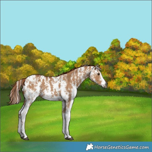 Horse Color:Gray Red Dun Sabino 