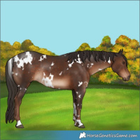 Horse Color:White Spotted Liver Chestnut Rabicano 