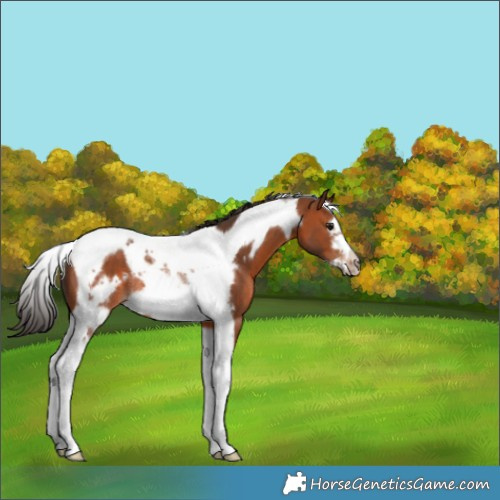 Horse Color:Bay Tobiano Frame Rabicano 