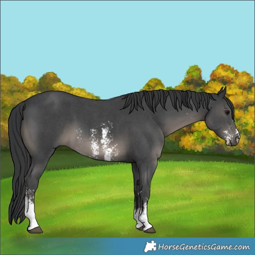Horse Color:Black Sabino 