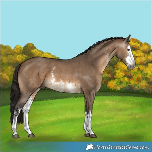 Horse Color:Gray Bay Dun Sabino Splash 