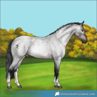 Horse Color:Gray White Spotted Brown Roan
