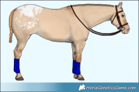 Horse Color:Red Dun Appaloosa 
