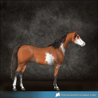 Horse Color:Bay Sabino 