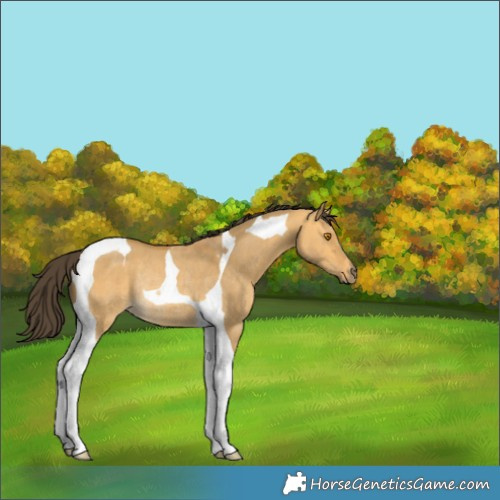 Horse Color:Buckskin Dun Tobiano Rabicano 