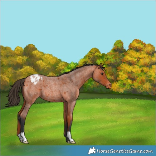 Horse Color:Bay Roan Appaloosa 