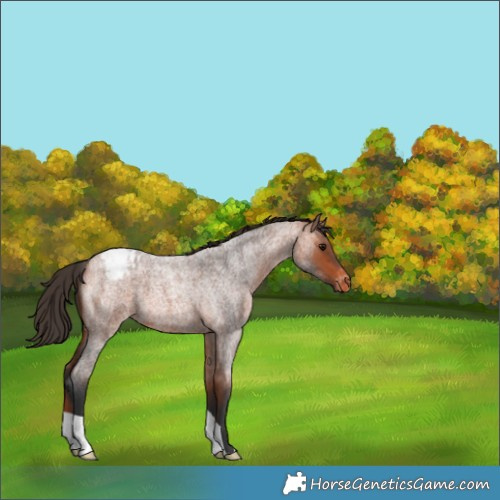 Horse Color:Bay Roan Appaloosa 