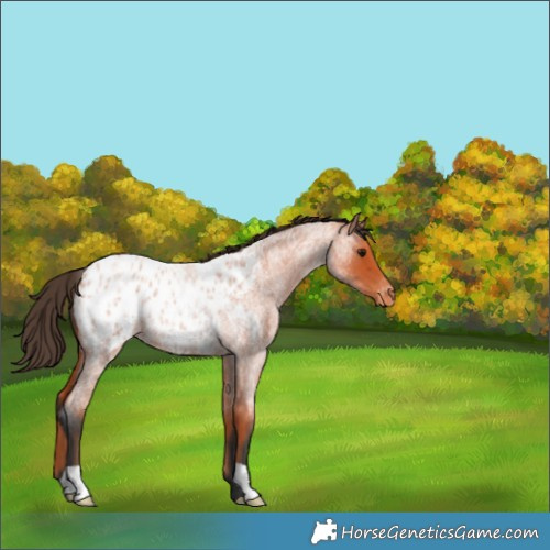 Horse Color:Bay Roan Appaloosa 