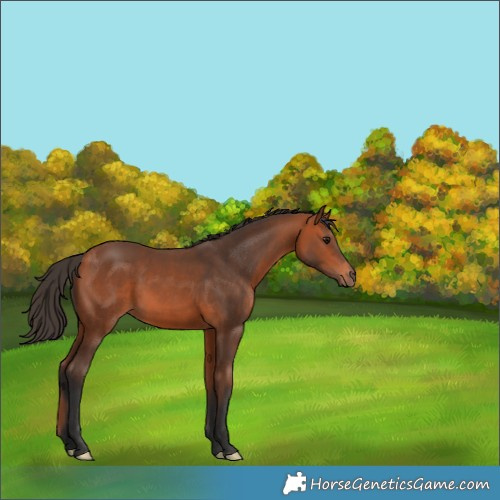 Horse Color:Bay 