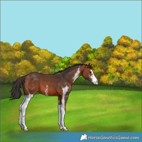 Horse Color:Bay Sabino 