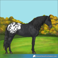Horse Color:Black Appaloosa 